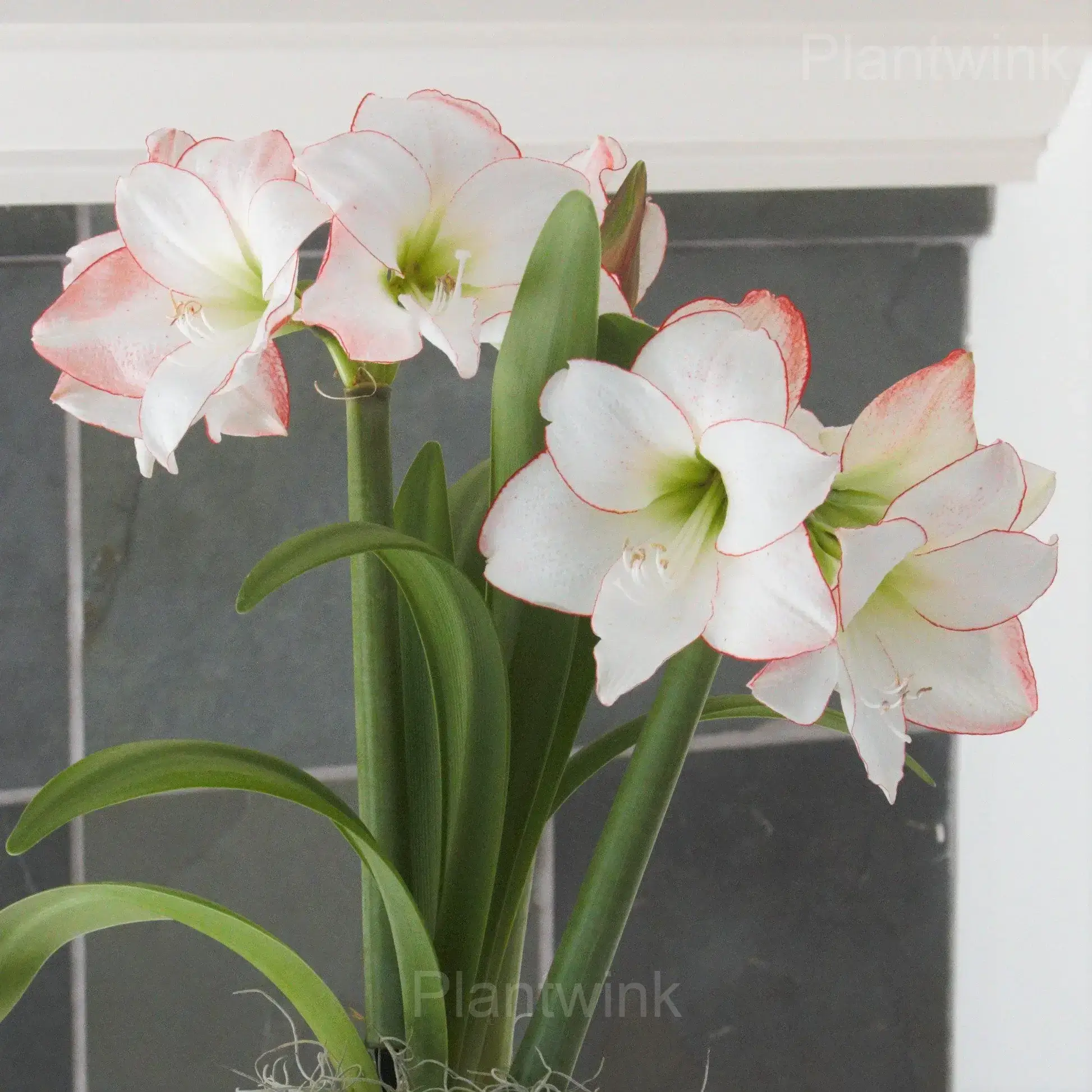 Picasso Amaryllis Bulbs - View 4