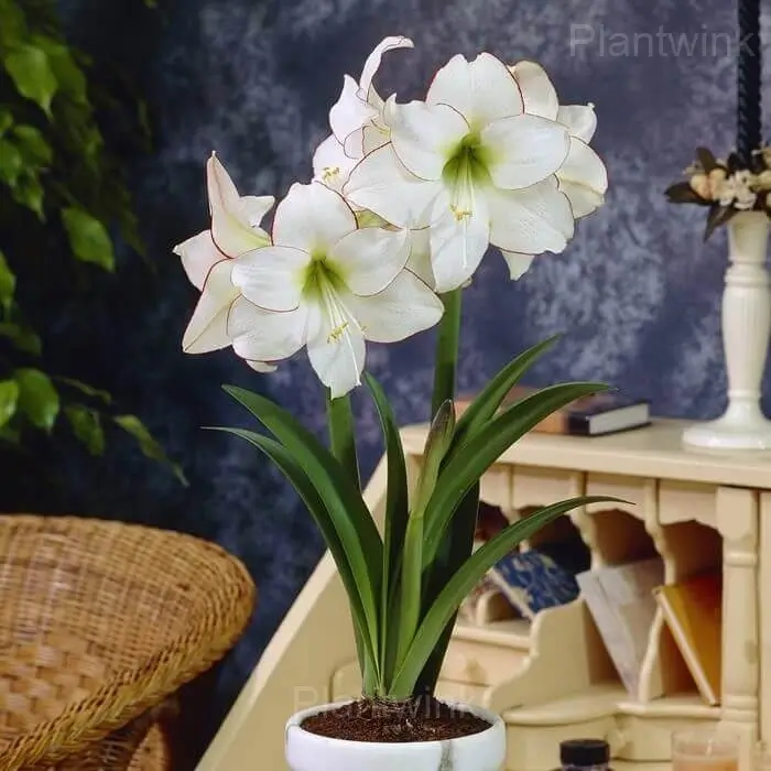 Picasso Amaryllis Bulbs - View 5