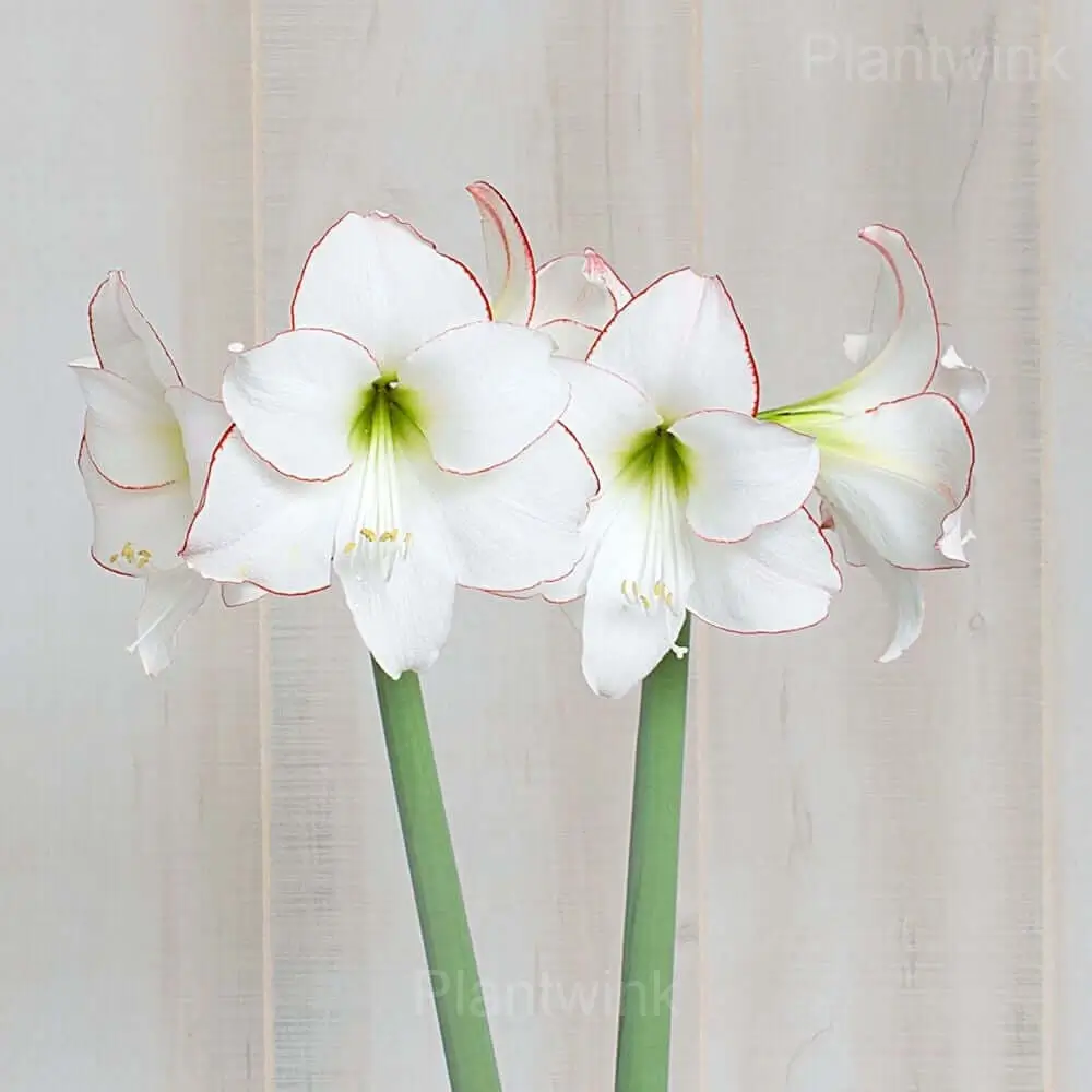 Picasso Amaryllis Bulbs - Alt