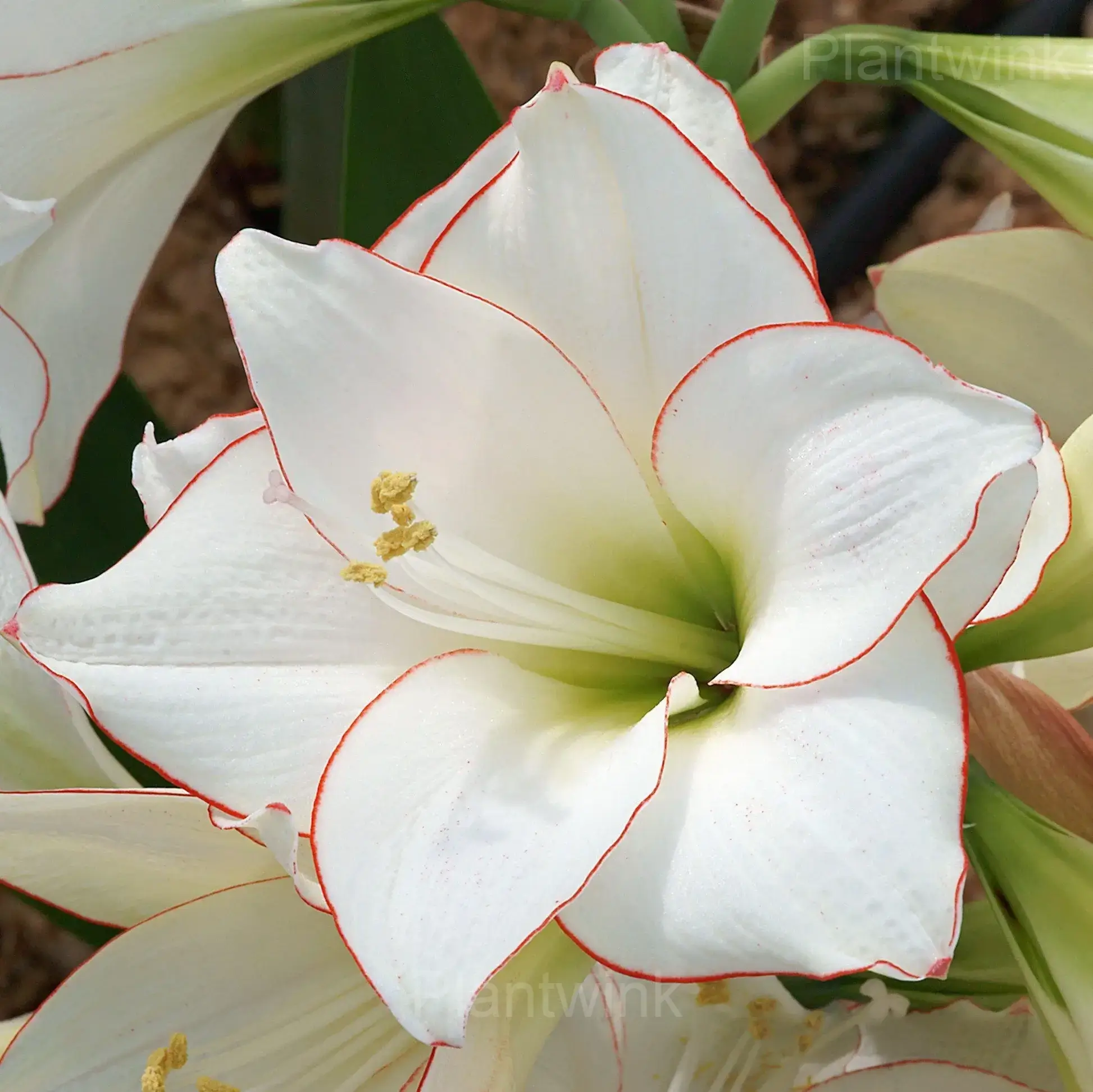 Picasso Amaryllis Bulbs - Main