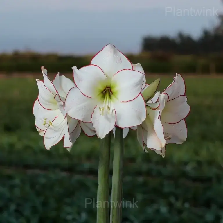 Picasso Amaryllis Bulbs - View 7