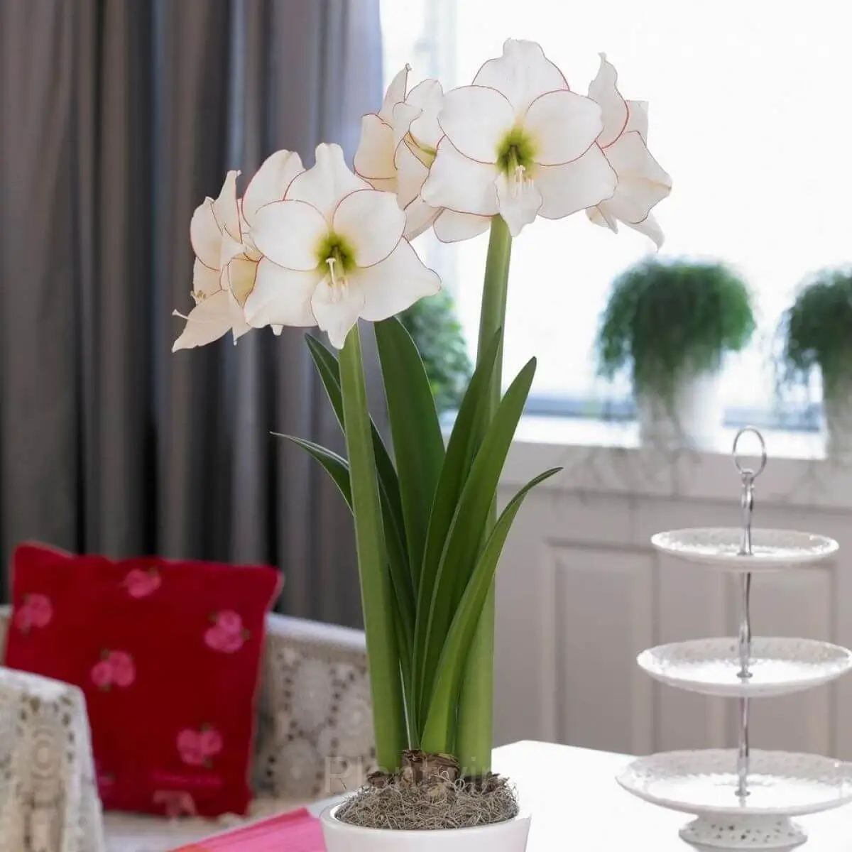 Picasso Amaryllis Bulbs - View 6