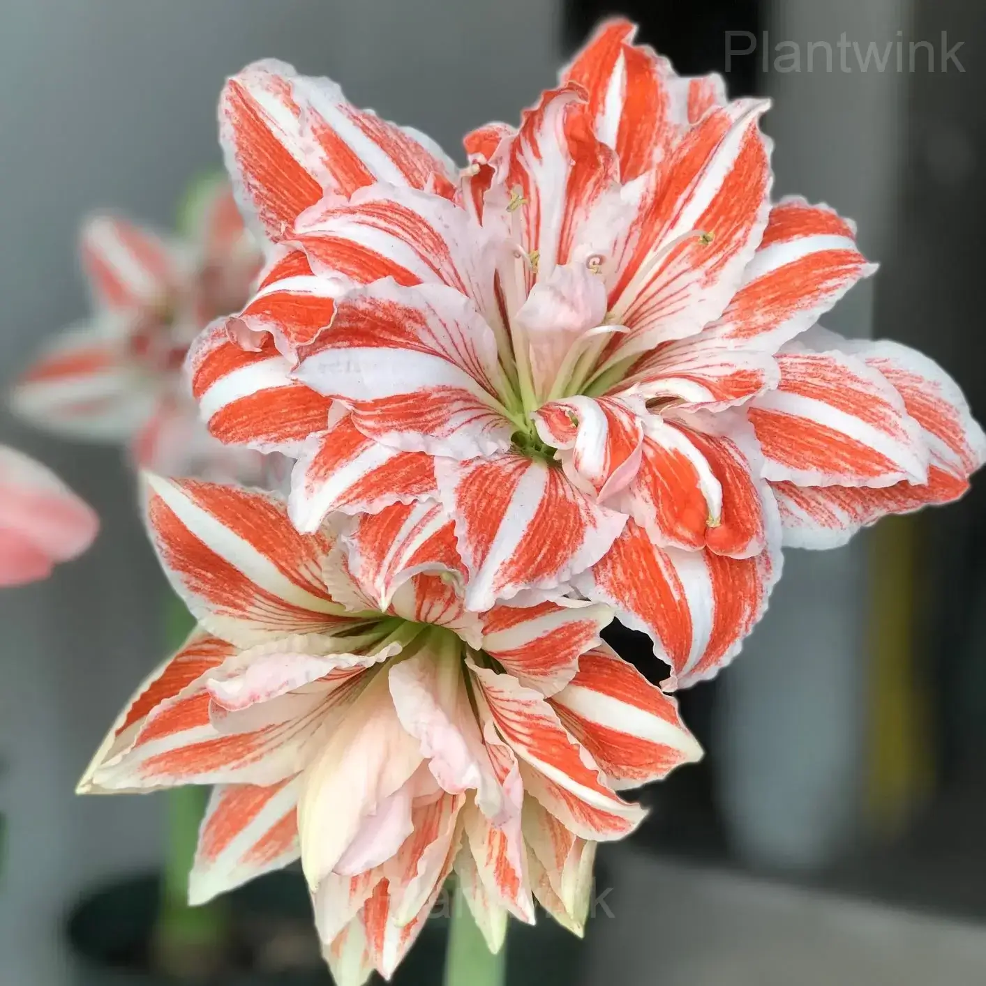 Dancing Queen Amaryllis Bulbs - Main