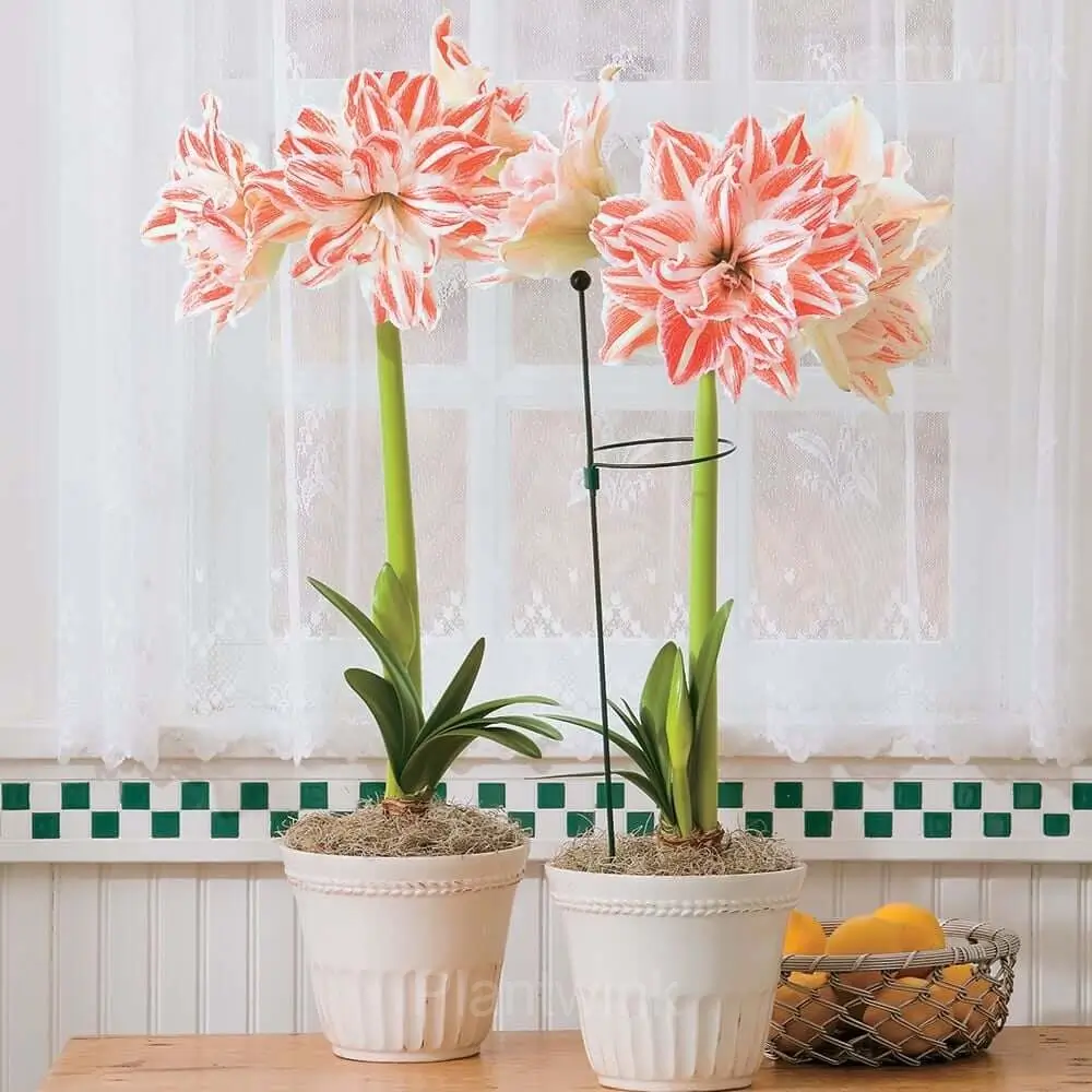 Dancing Queen Amaryllis Bulbs - View 6