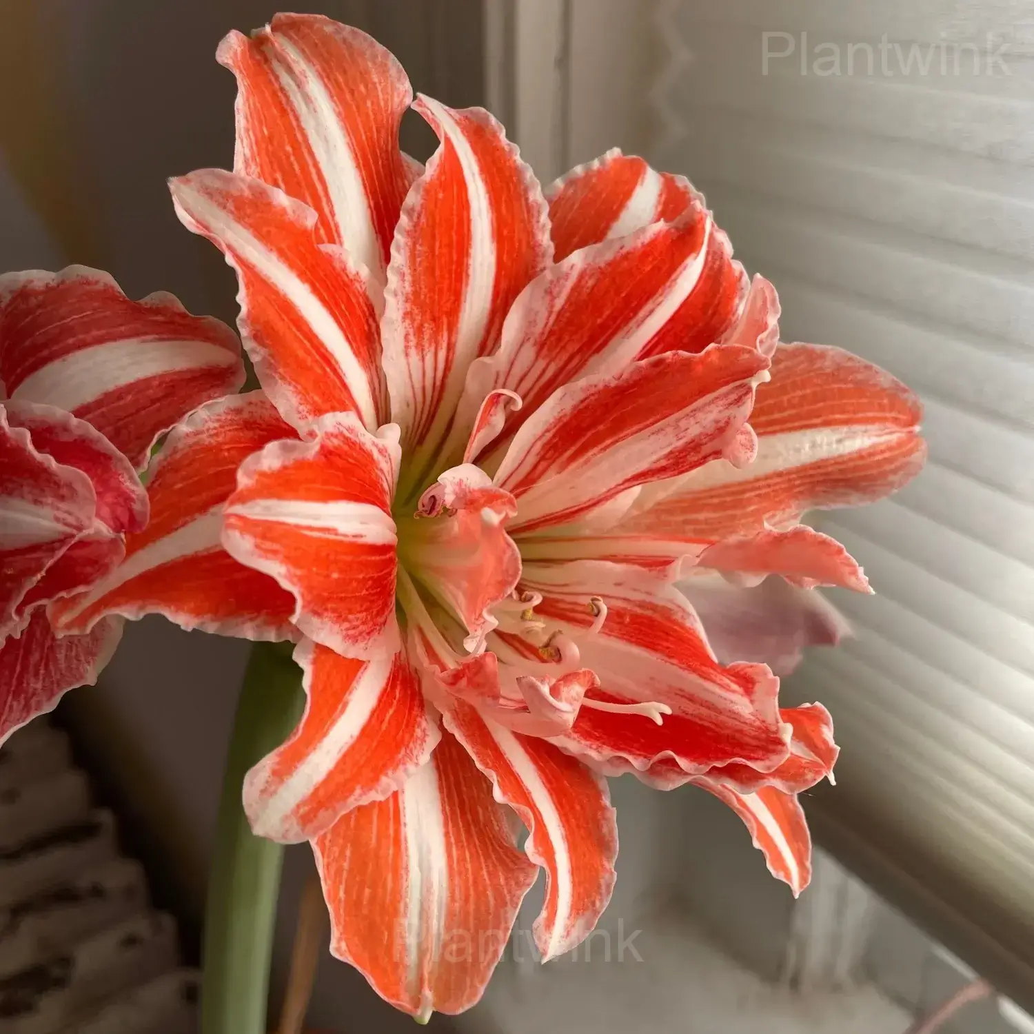 Dancing Queen Amaryllis Bulbs - Alt