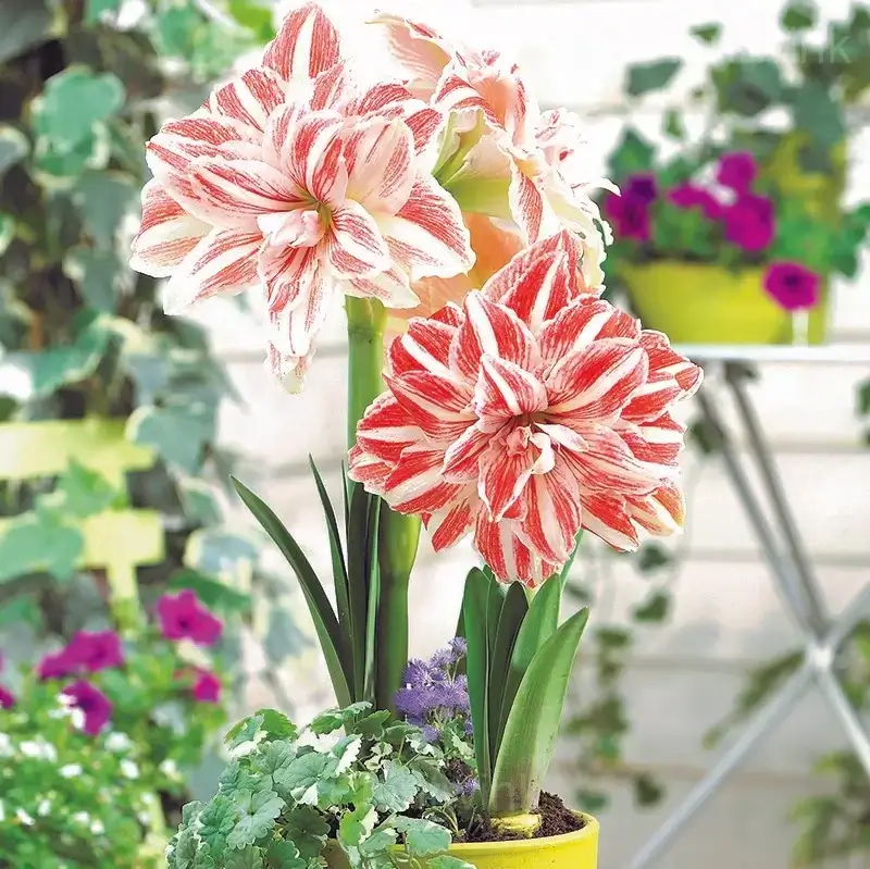Dancing Queen Amaryllis Bulbs - View 4