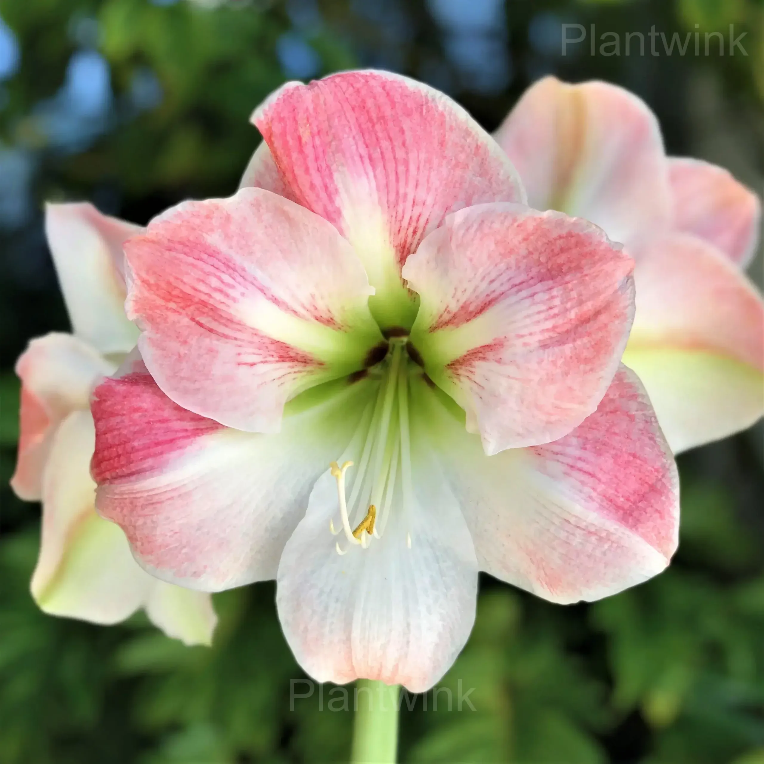 Apple Blossom Amaryllis Bulbs - View 6