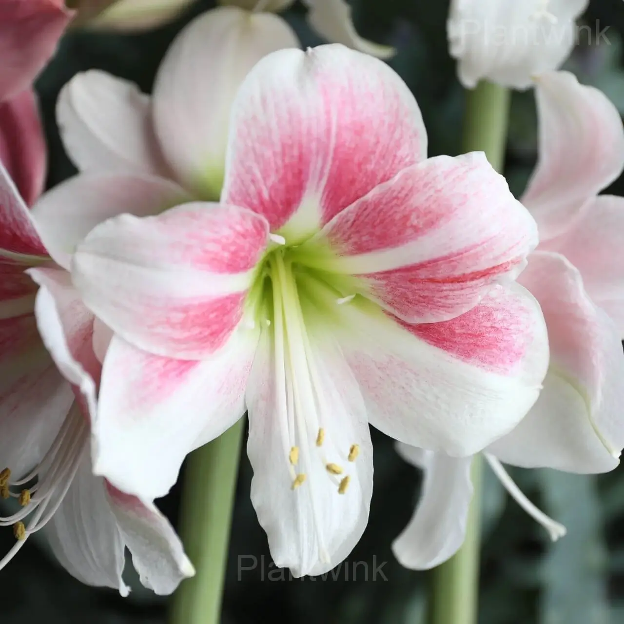 Apple Blossom Amaryllis Bulbs - Alt
