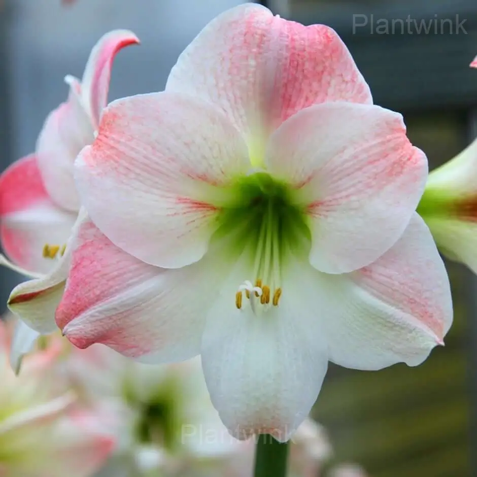 Apple Blossom Amaryllis Bulbs - View 7