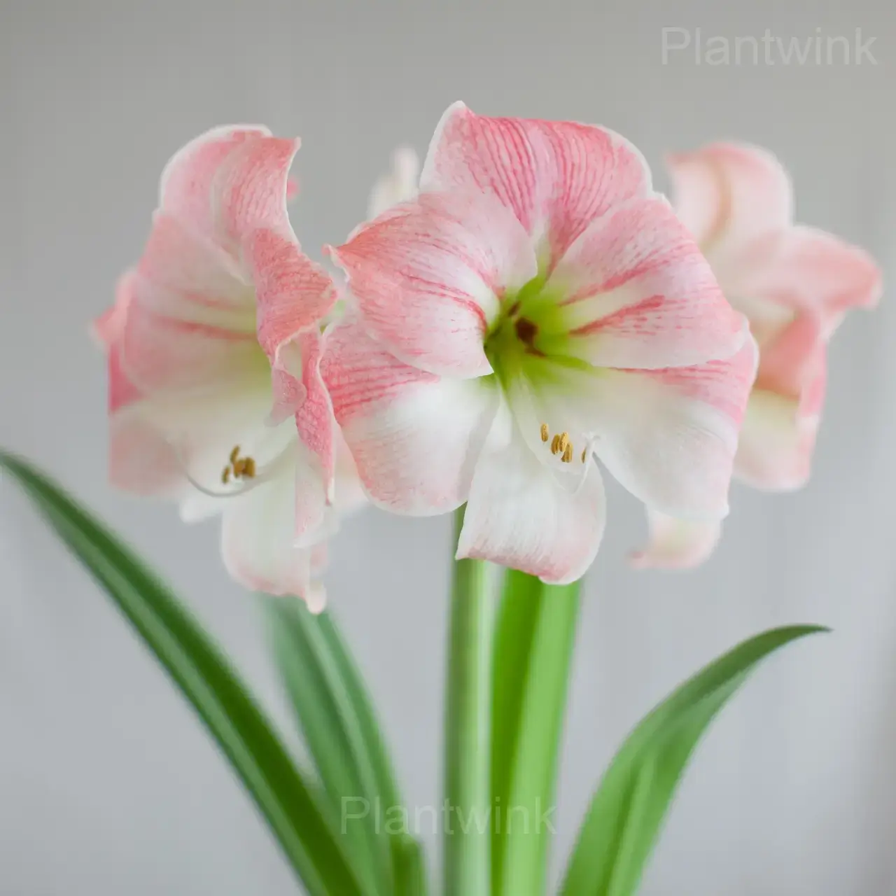 Apple Blossom Amaryllis Bulbs - View 3