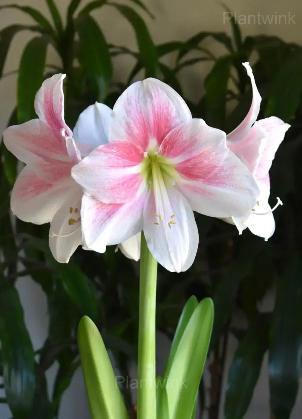 Apple Blossom Amaryllis Bulbs - Main