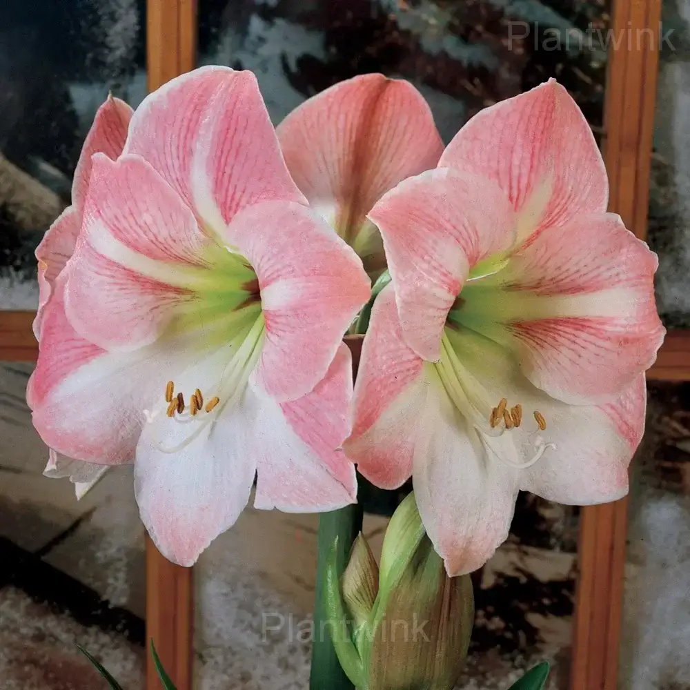 Apple Blossom Amaryllis Bulbs - View 4