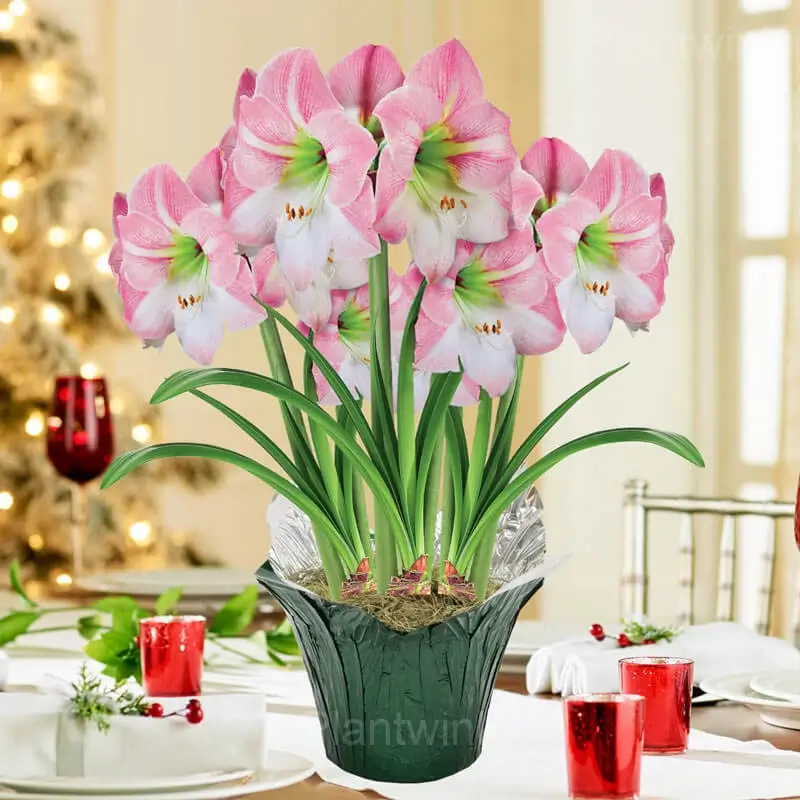Apple Blossom Amaryllis Bulbs - View 5