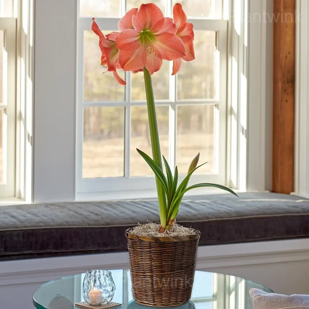 King Star Amaryllis Bulbs - View 4
