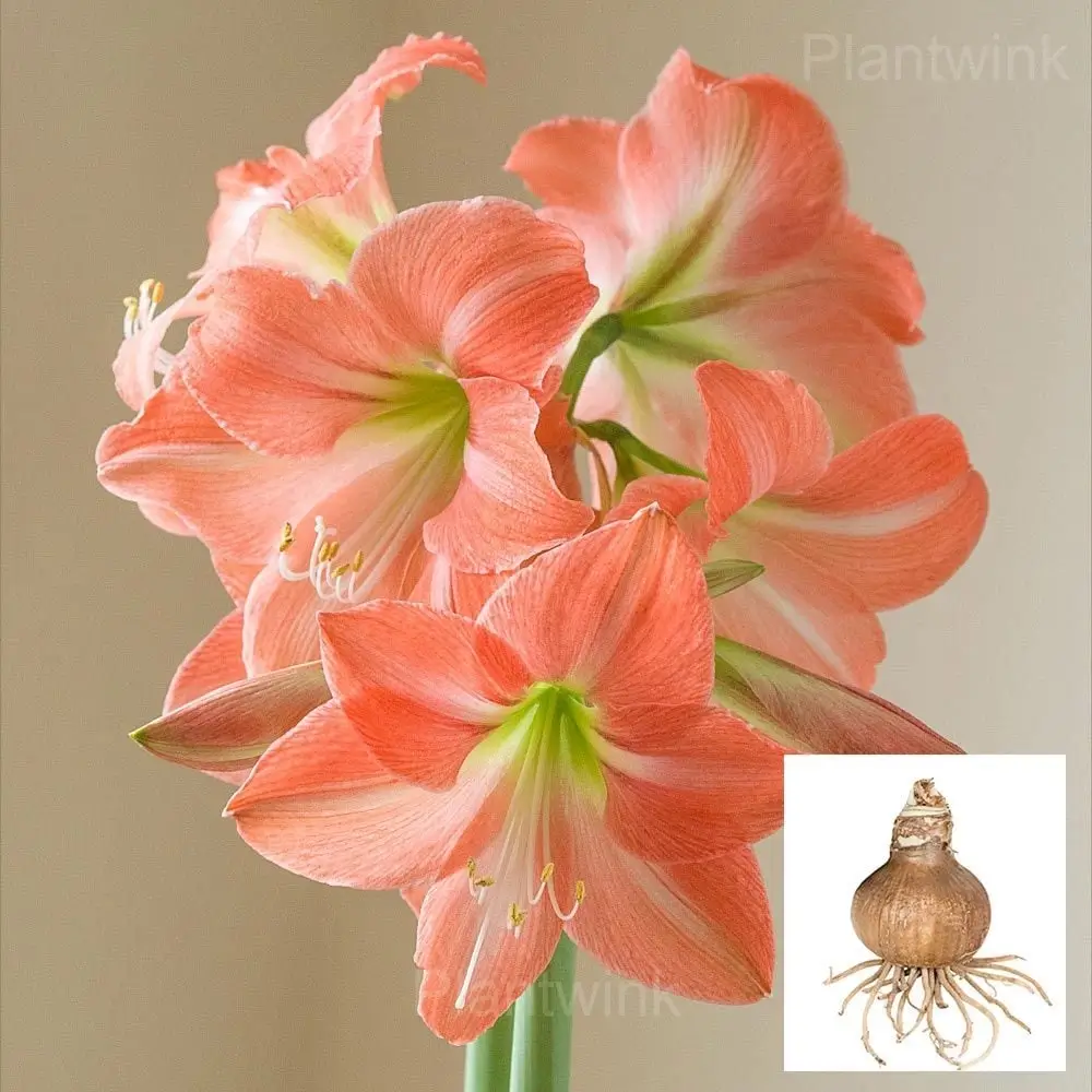 King Star Amaryllis Bulbs - Main