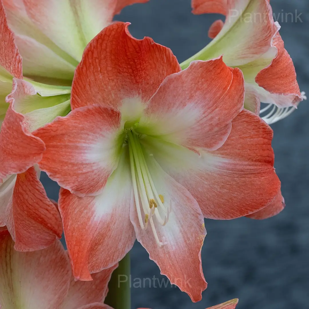 King Star Amaryllis Bulbs - Alt
