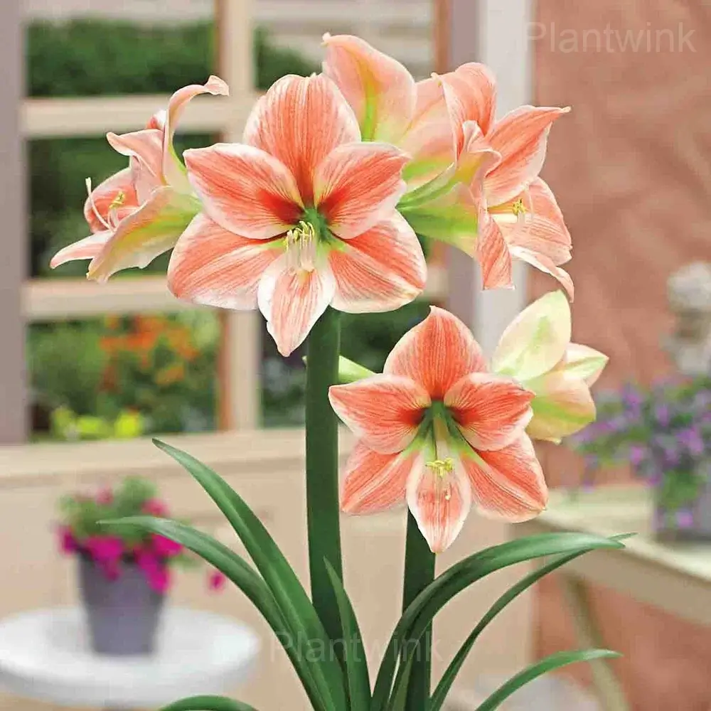 King Star Amaryllis Bulbs - View 3