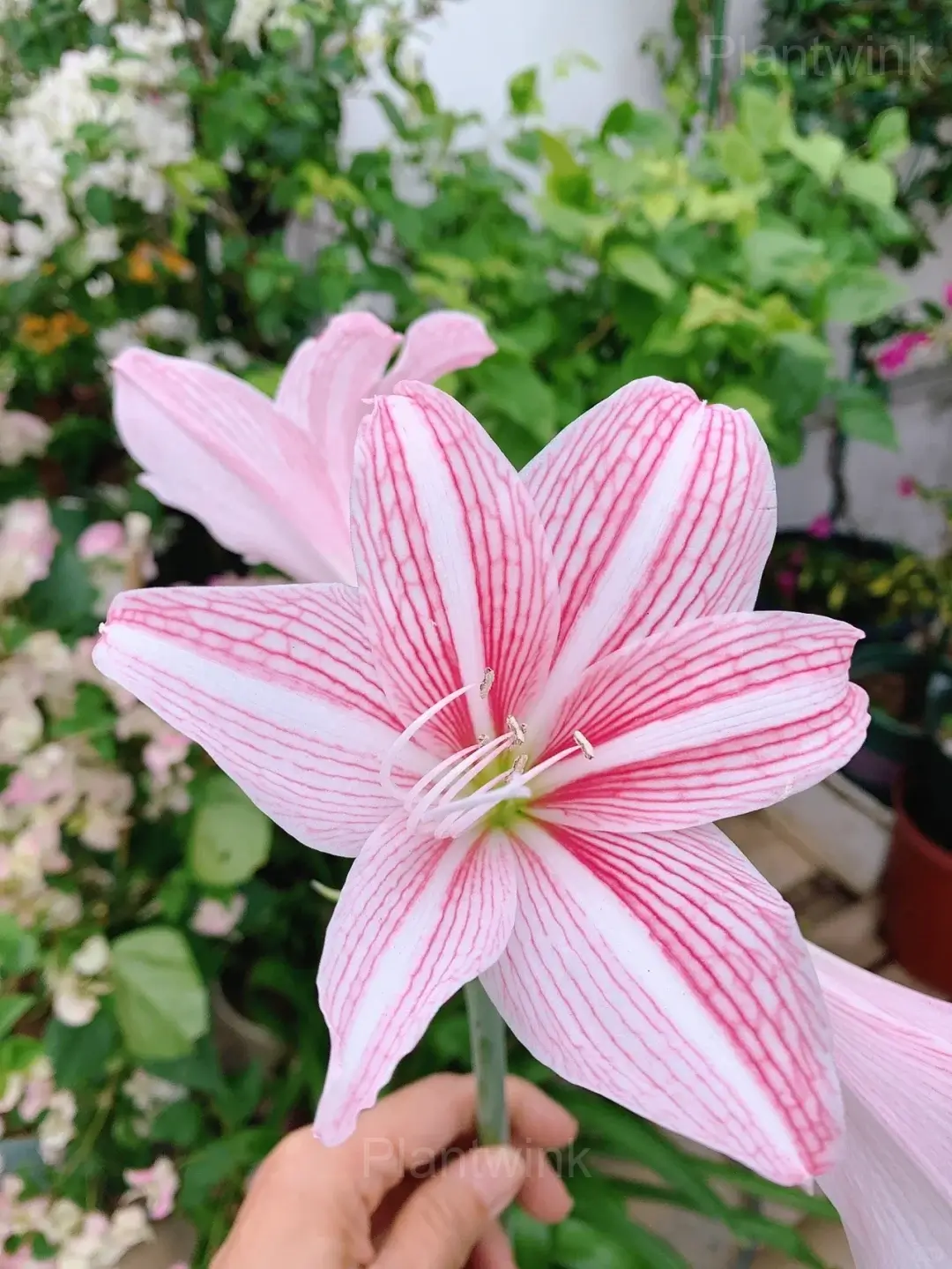 Star Lily Amaryllis Bulbs - Main