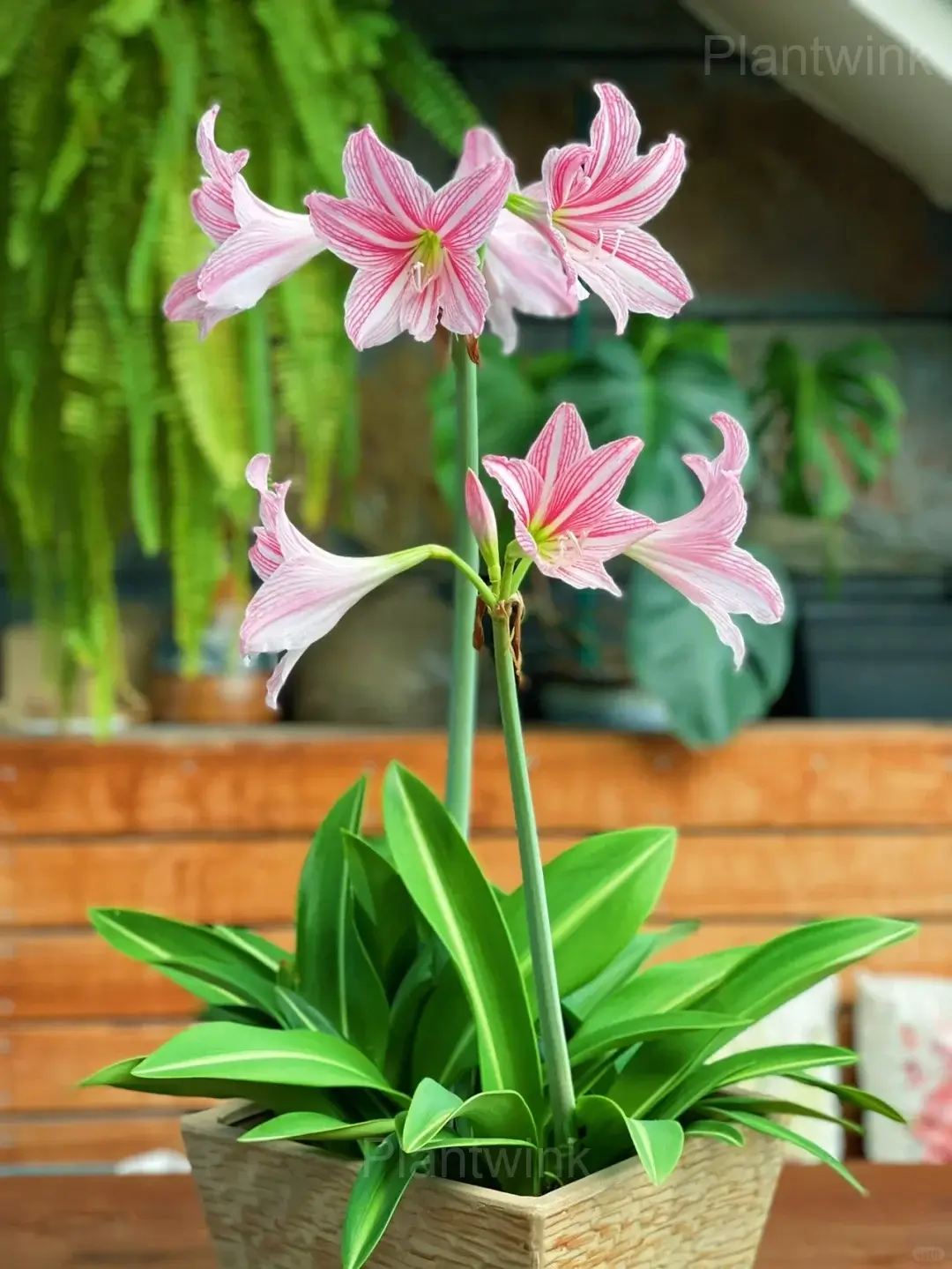 Star Lily Amaryllis Bulbs - Alt