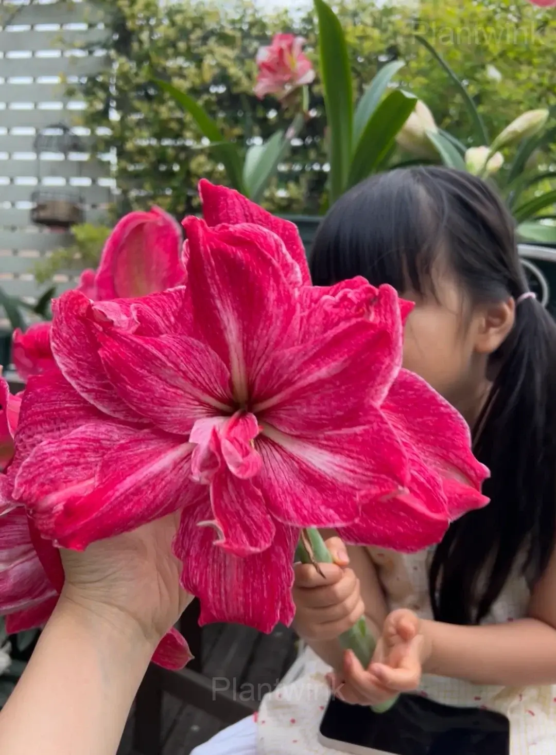 Regal Mistress Amaryllis Bulbs - Alt