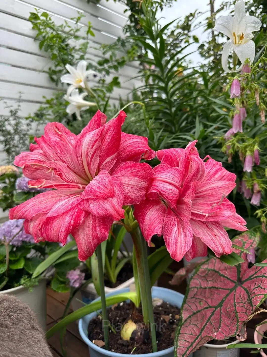 Regal Mistress Amaryllis Bulbs - Main