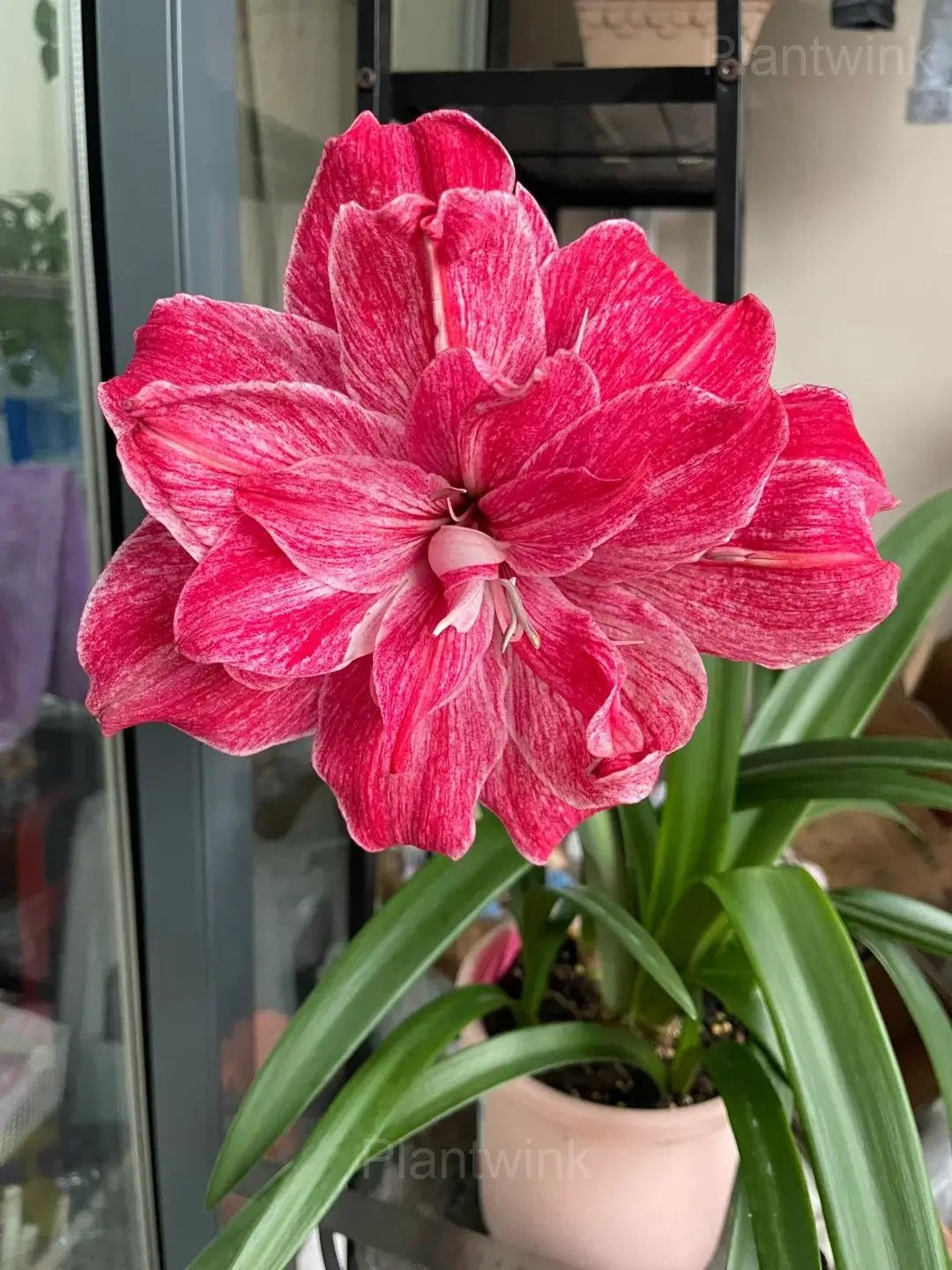 Regal Mistress Amaryllis Bulbs - View 3