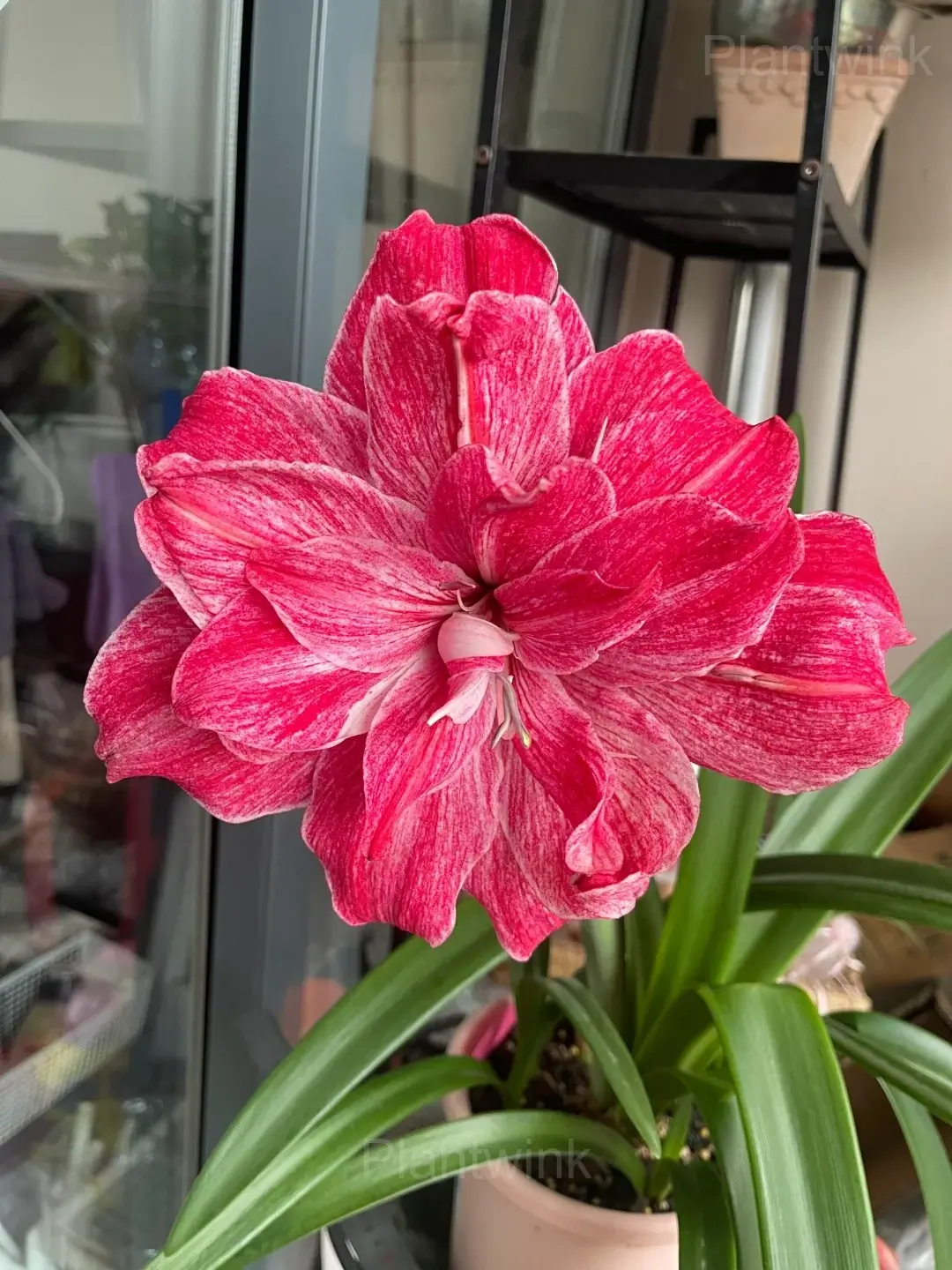 Regal Mistress Amaryllis Bulbs - View 4