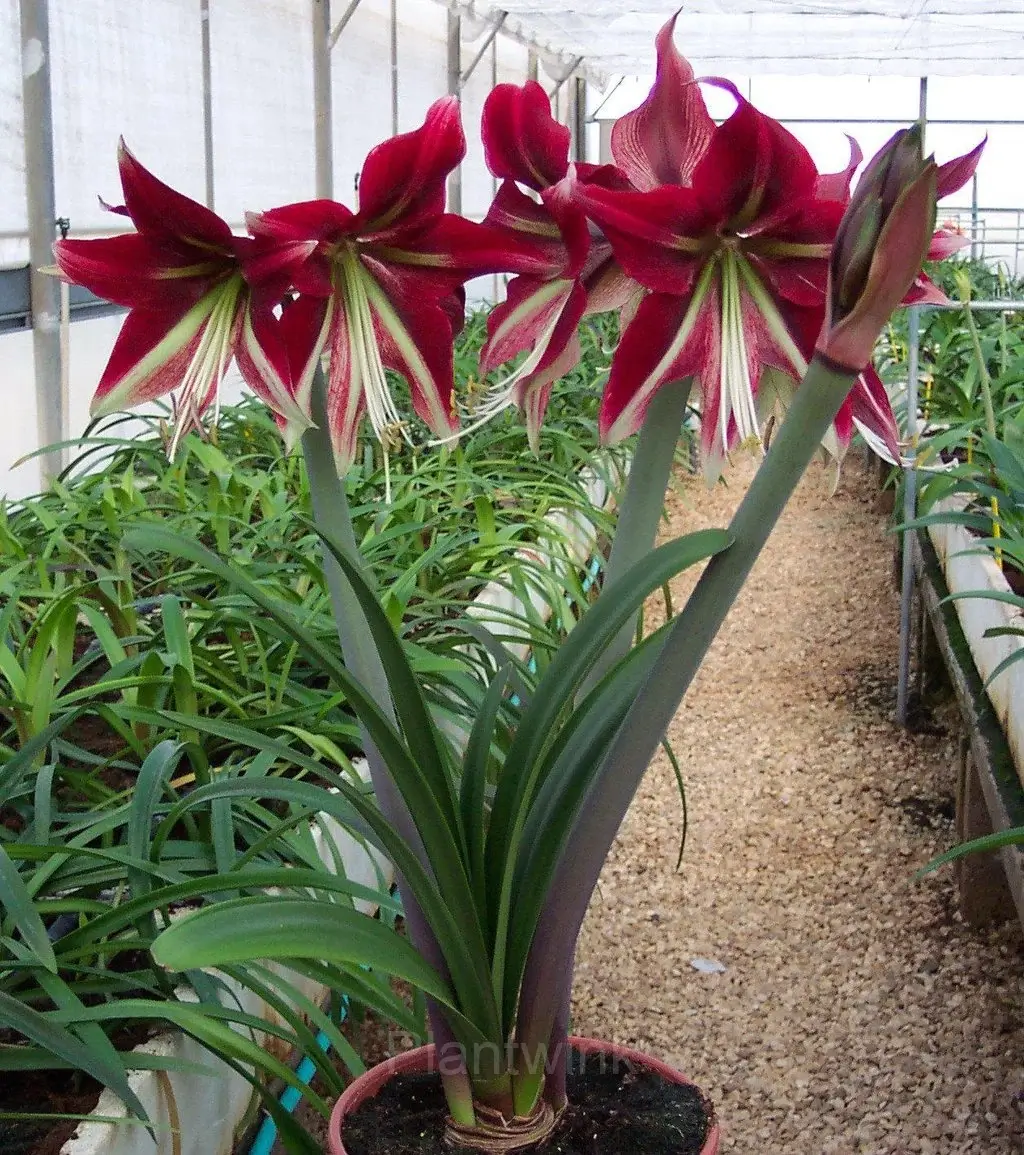 Cherry Red Amaryllis Bulbs - View 4