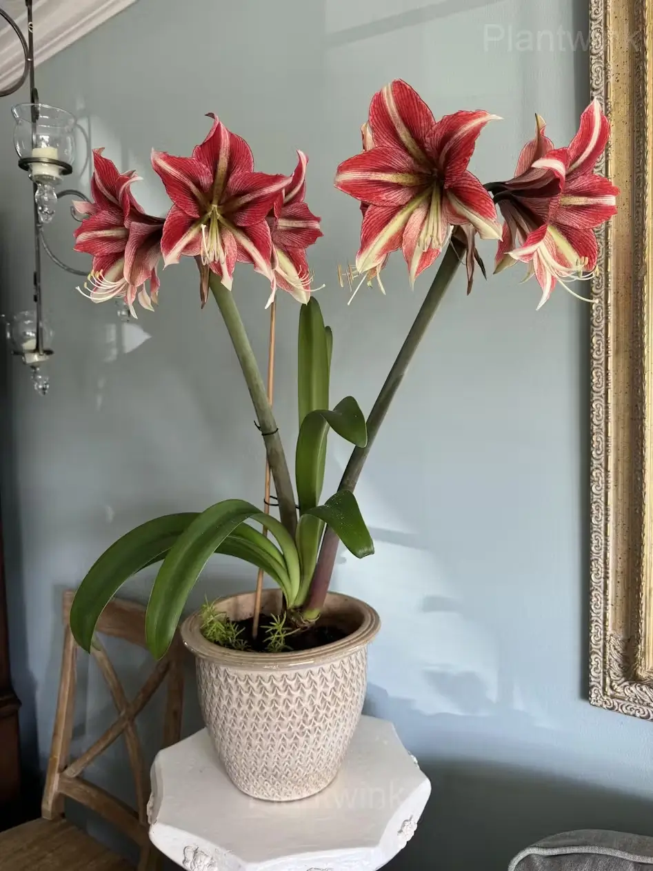Cherry Red Amaryllis Bulbs - Alt