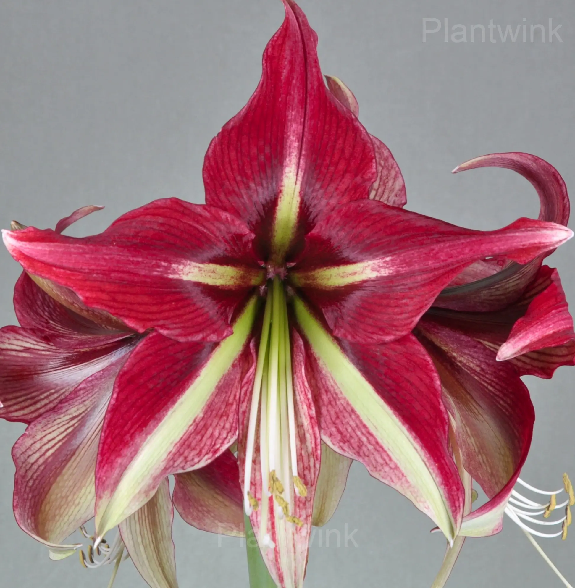 Cherry Red Amaryllis Bulbs - Main