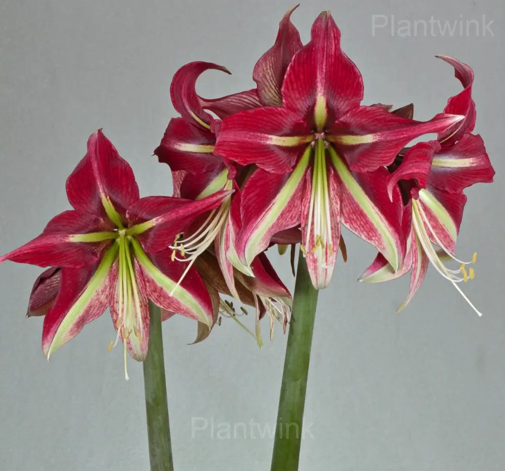 Cherry Red Amaryllis Bulbs - View 3