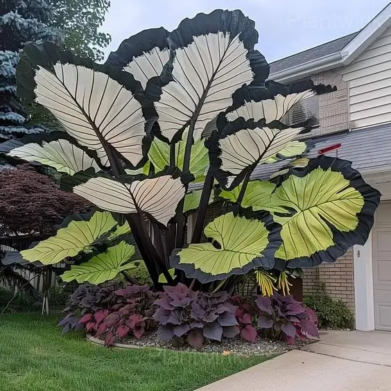 Colorful Caladium Bulbs - View 6