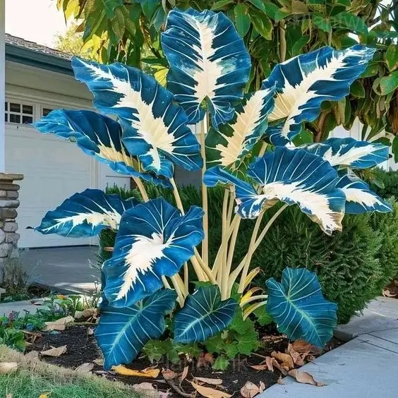 Colorful Caladium Bulbs - View 3
