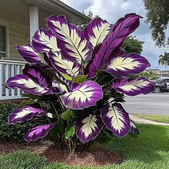 Colorful Caladium Bulbs - View 4