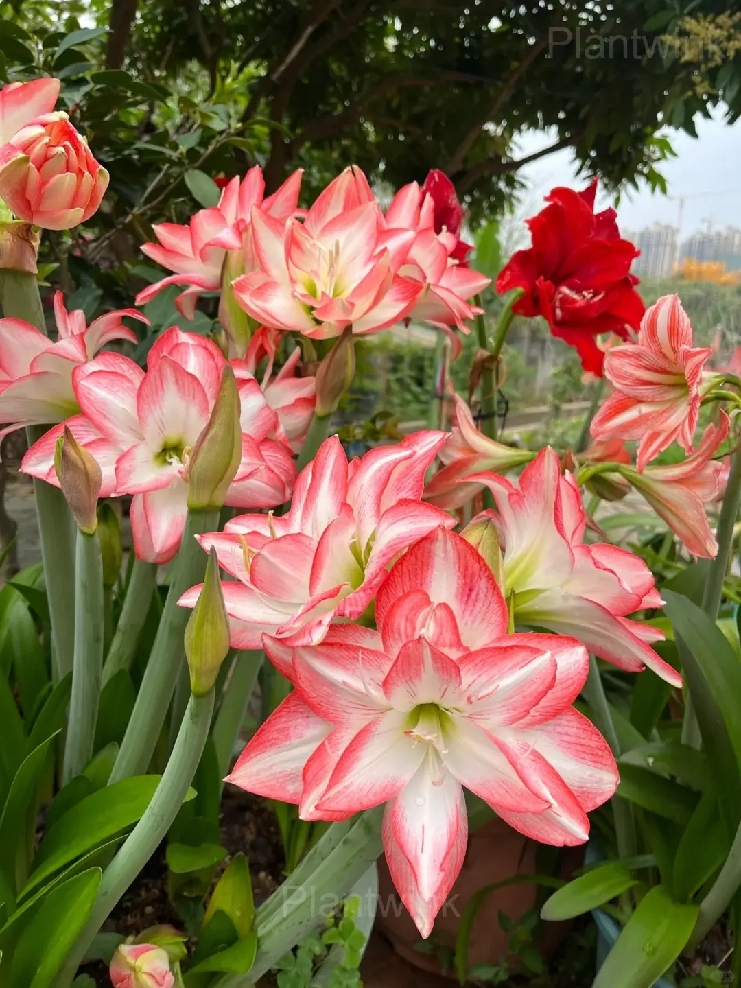 Flame Peacock Amaryllis Bulbs - View 4
