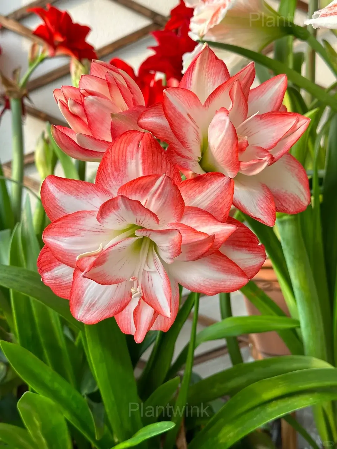 Flame Peacock Amaryllis Bulbs - Alt