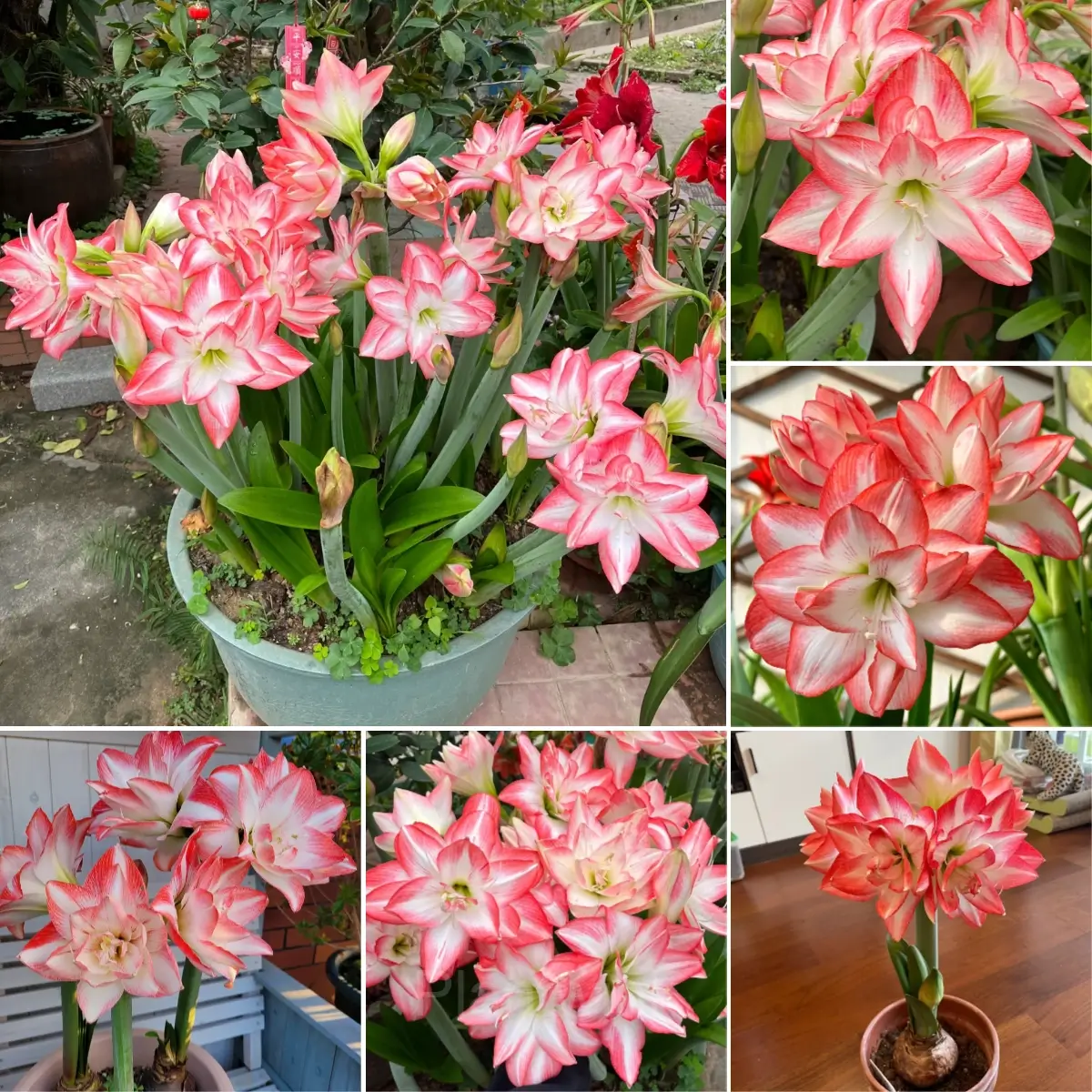 Flame Peacock Amaryllis Bulbs - Main