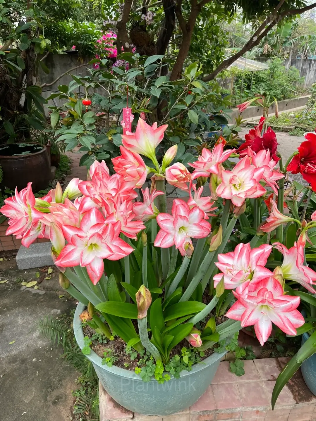 Flame Peacock Amaryllis Bulbs - View 3