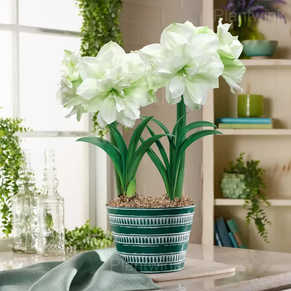 Marilyn Amaryllis Bulbs - View 4