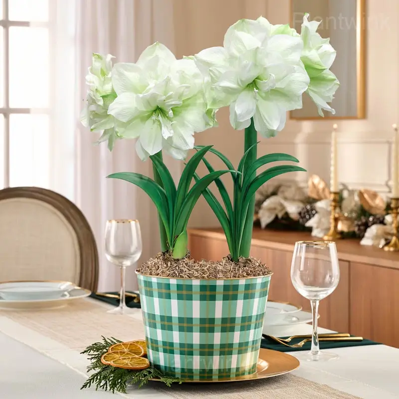 Marilyn Amaryllis Bulbs - View 3