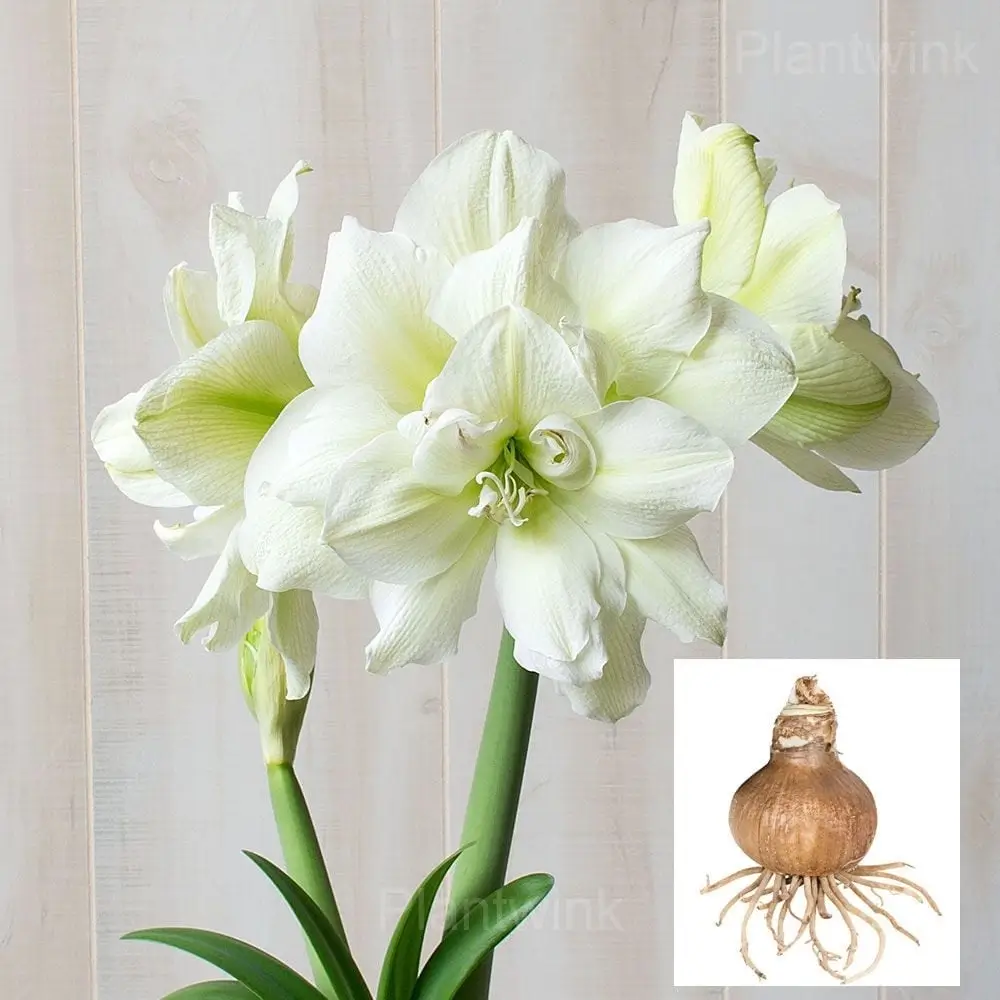 Marilyn Amaryllis Bulbs - Main