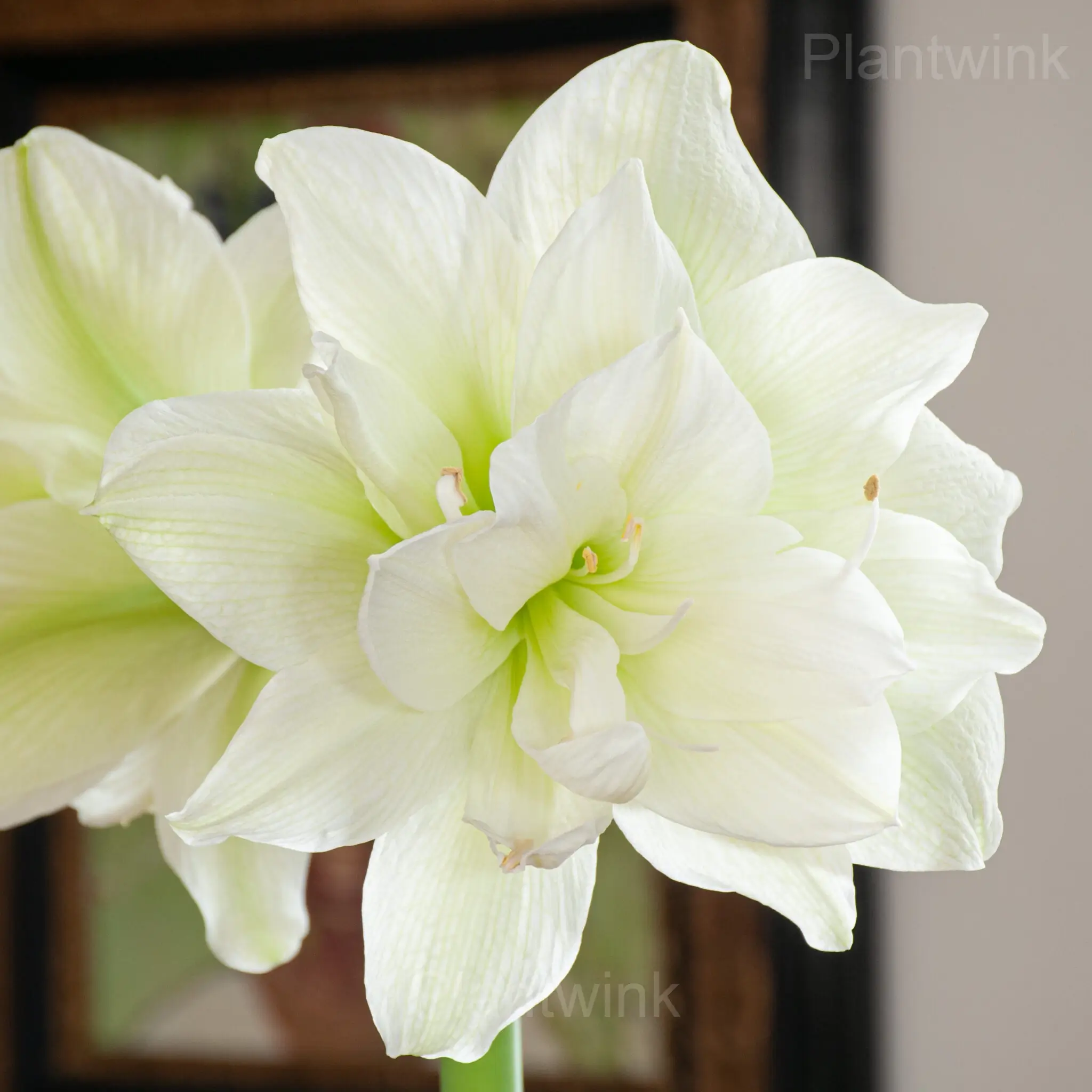 Marilyn Amaryllis Bulbs - Alt
