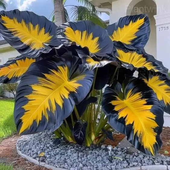 Tropical Caladium Bulbs - View 13