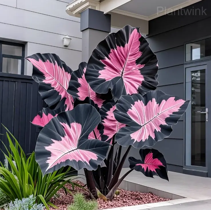 Tropical Caladium Bulbs - View 14