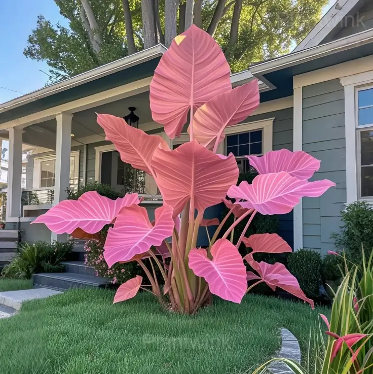 Fancy Leaf Caladium Bulbs - View 6