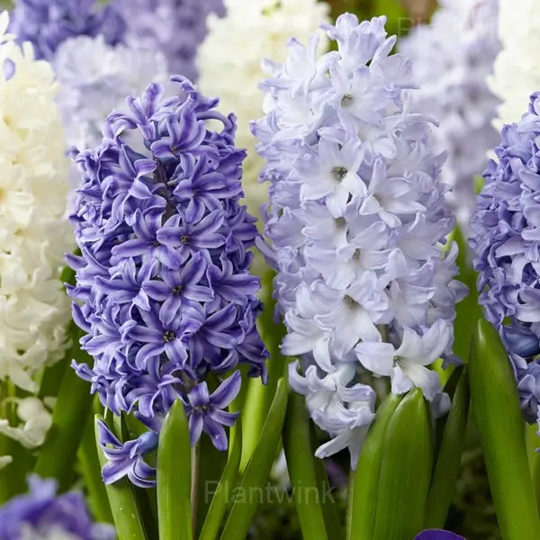 Hyacinth Bulbs - View 4