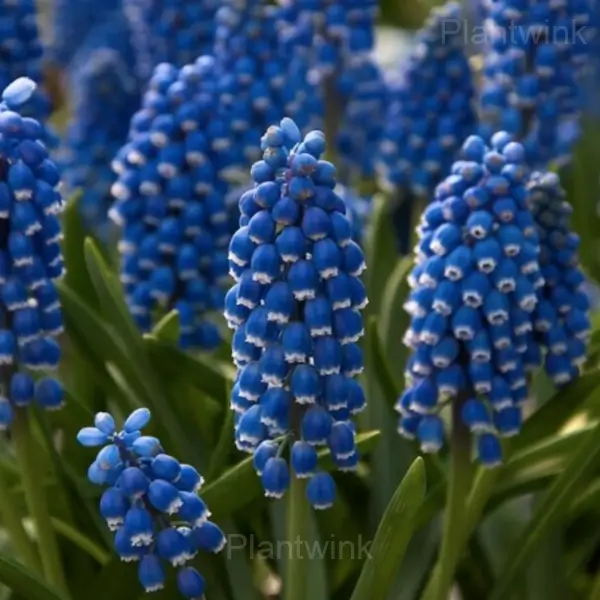 Hyacinth Bulbs - View 3