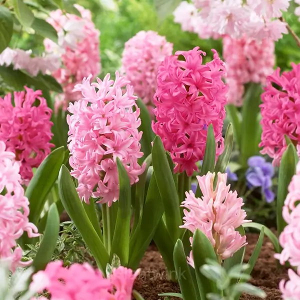 Hyacinth Bulbs - View 9