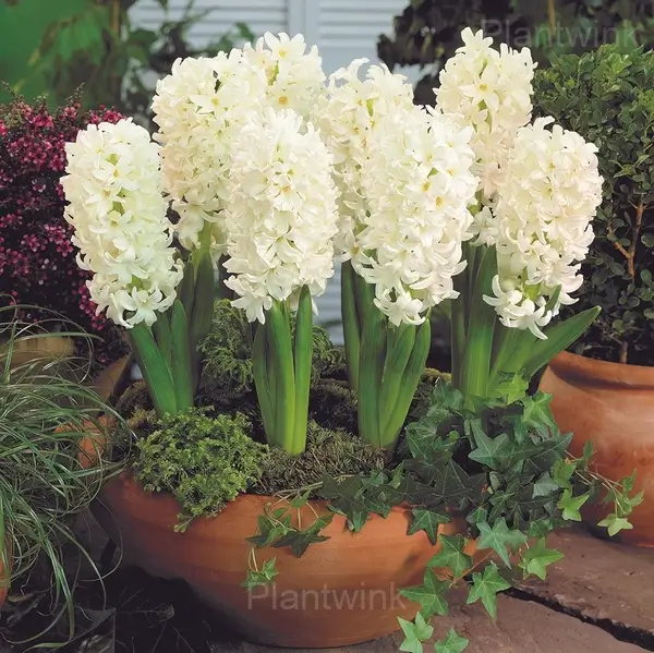 Hyacinth Bulbs - View 8
