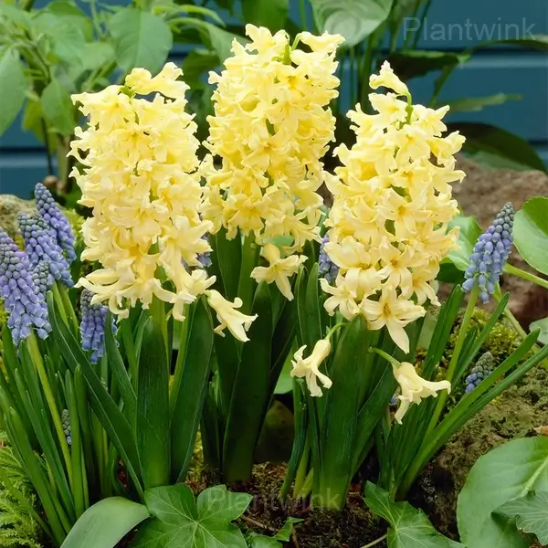 Hyacinth Bulbs - View 7
